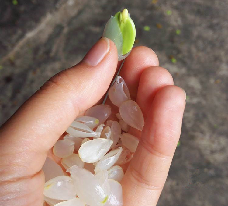 腾冲甘蔗寨:振兴路上*党**旗红古道佤乡换新颜