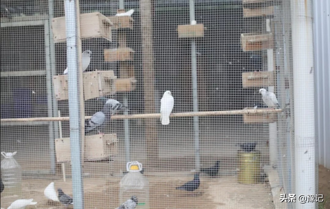 90后姑娘从城市回四川农村,90后姑娘从城市回到四川农村