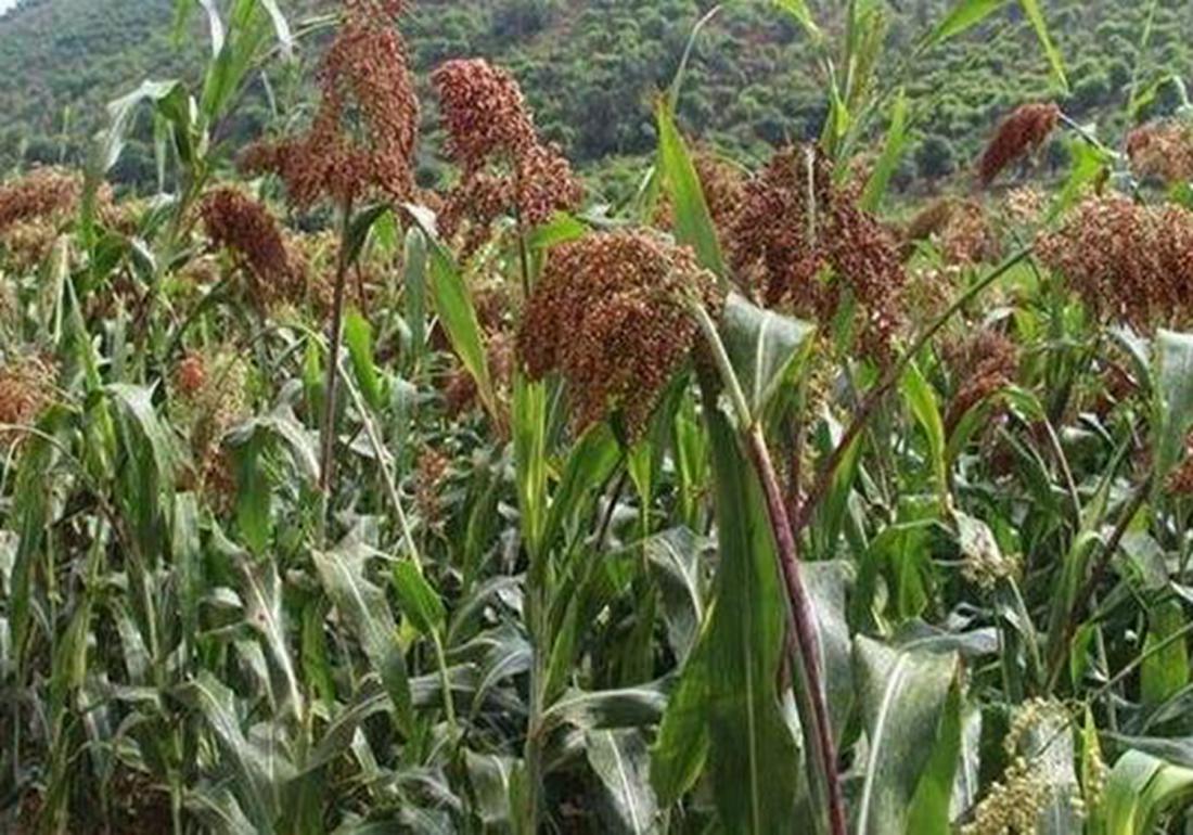 高粱的种植施肥,高粱种植技术和播种方法