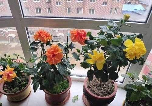 冬天花卉保暖方法,温室保暖