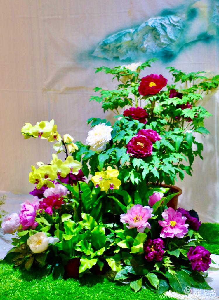 看洛阳牡丹花卉节,洛阳古都牡丹花展