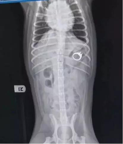 狗狗吞了钻石戒指,小狗误食金戒指