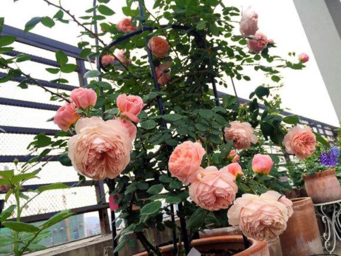 无刺四季开花藤本月季品种有哪些,耐热又耐寒的藤本月季有哪些品种