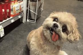 玉米地发现不明液体怎么办,玉米地发现的怪事