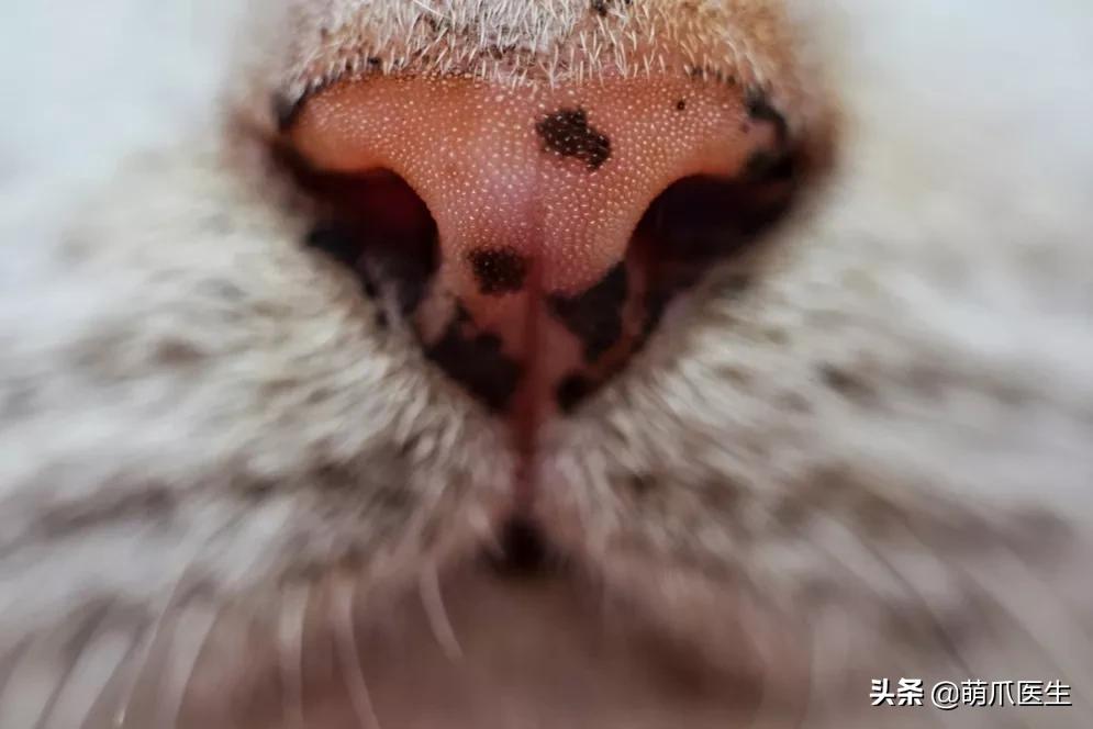 猫咪皮肤有黑斑点还很容易掉毛,猫咪身上有黑色斑点是怎么回事