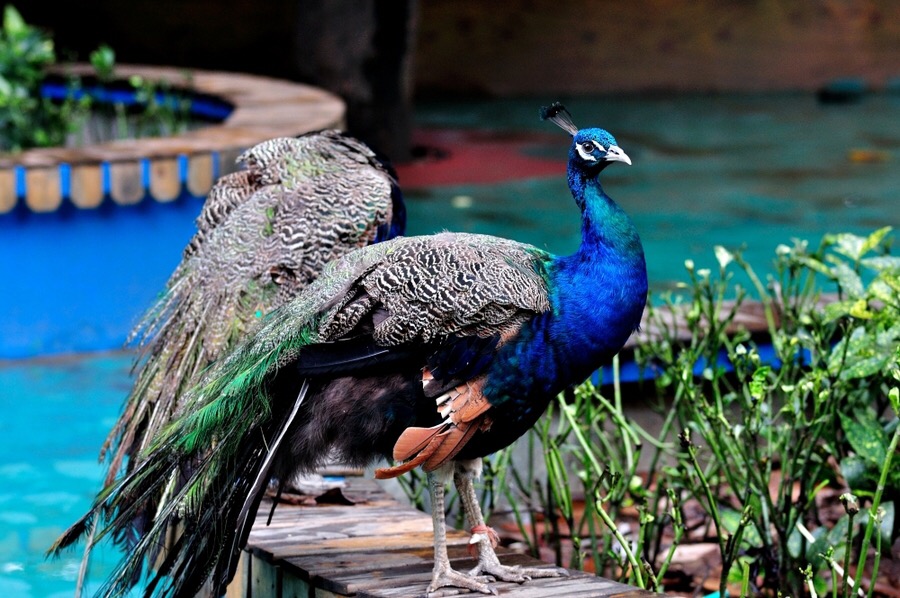 饲养孔雀赚钱,孔雀可以怎么挣钱