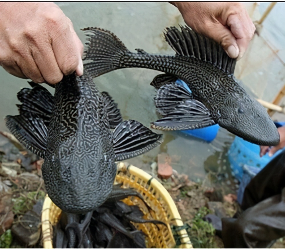 危害生态环境问题有哪些,对生态环境危害的十大动物