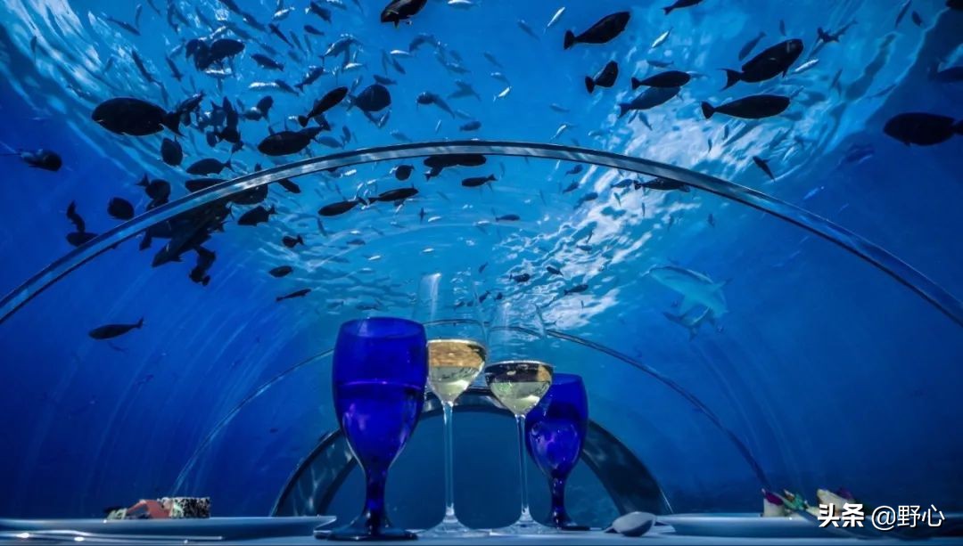 没能去马尔代夫旅游的原因,不会潜水去马尔代夫玩啥