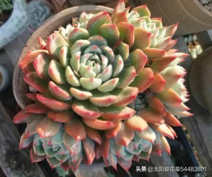 冰梅多肉怎么养才紧密包裹,冰梅多肉怎么养护出状态