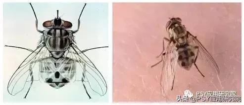 苍蝇会不会把非洲猪瘟传给猪?