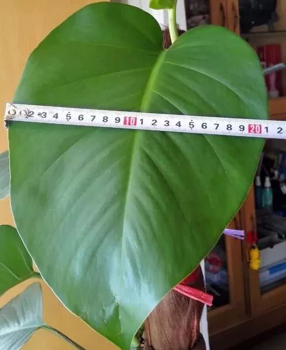 绿萝怎么养才能更旺盛生活小技巧,绿萝冬天怎么养才能更旺盛小妙招