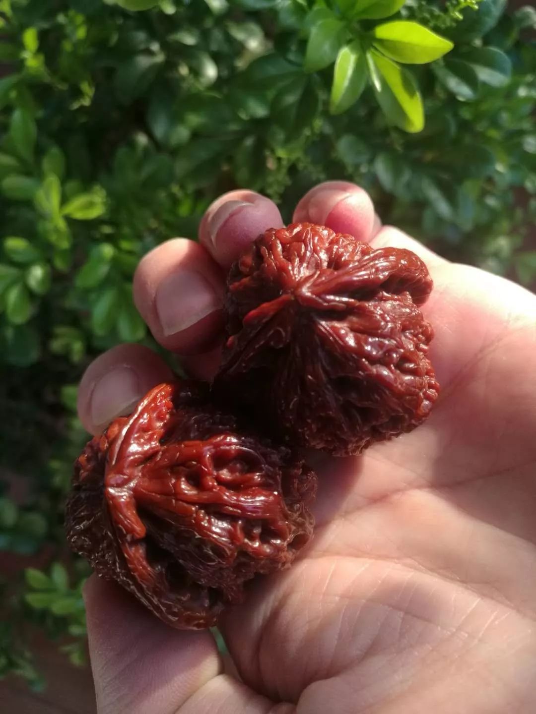 什么品种的核桃玉化包浆更快,文玩核桃盘多久才会玉化