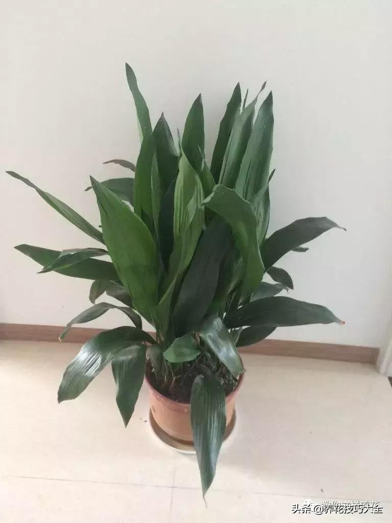 4种耐阴花好看好养活室内也能开,和绿萝长得很像耐阴的植物