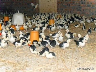 怎么判断鸡苗是否正常呢,如何鉴定鸡苗有质量问题