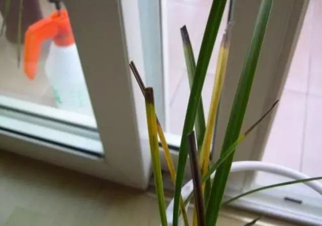 兰花叶子从中间开始黄怎么回事,兰花靠近根部的叶子变黄发黑