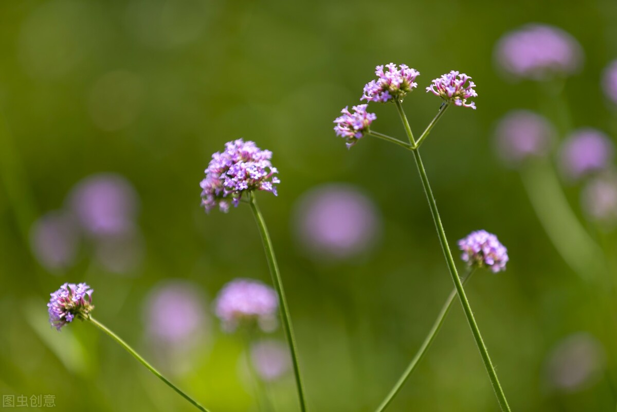 有湿疹可以用当归和黄芪泡水喝吗,血虚风燥引起湿疹吃什么中成药
