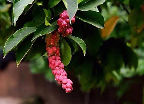 望春玉兰花盛开,造型望春玉兰