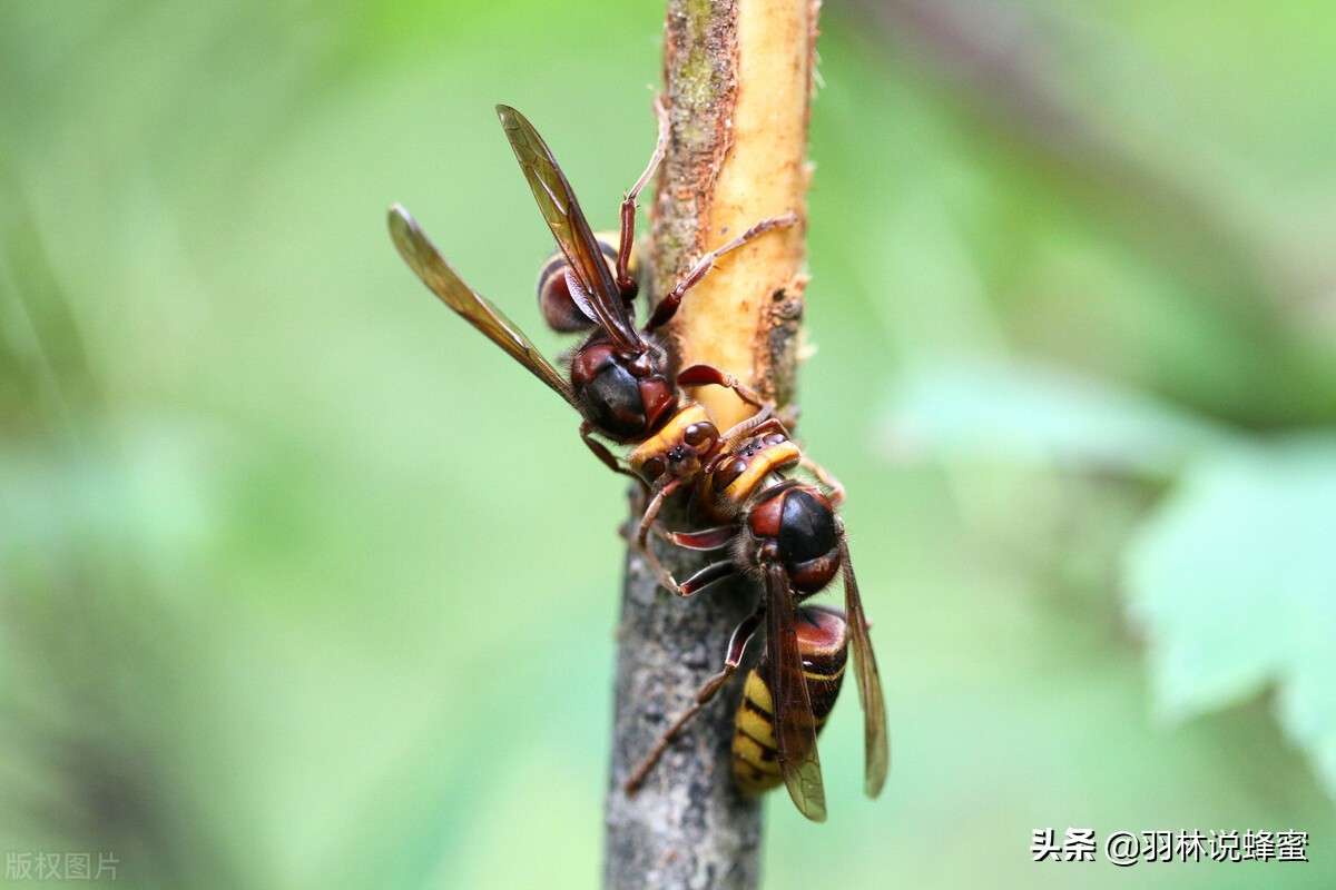 被蜜蜂蜇后的正确处理方法,被蜜蜂蜇伤有哪些处理办法