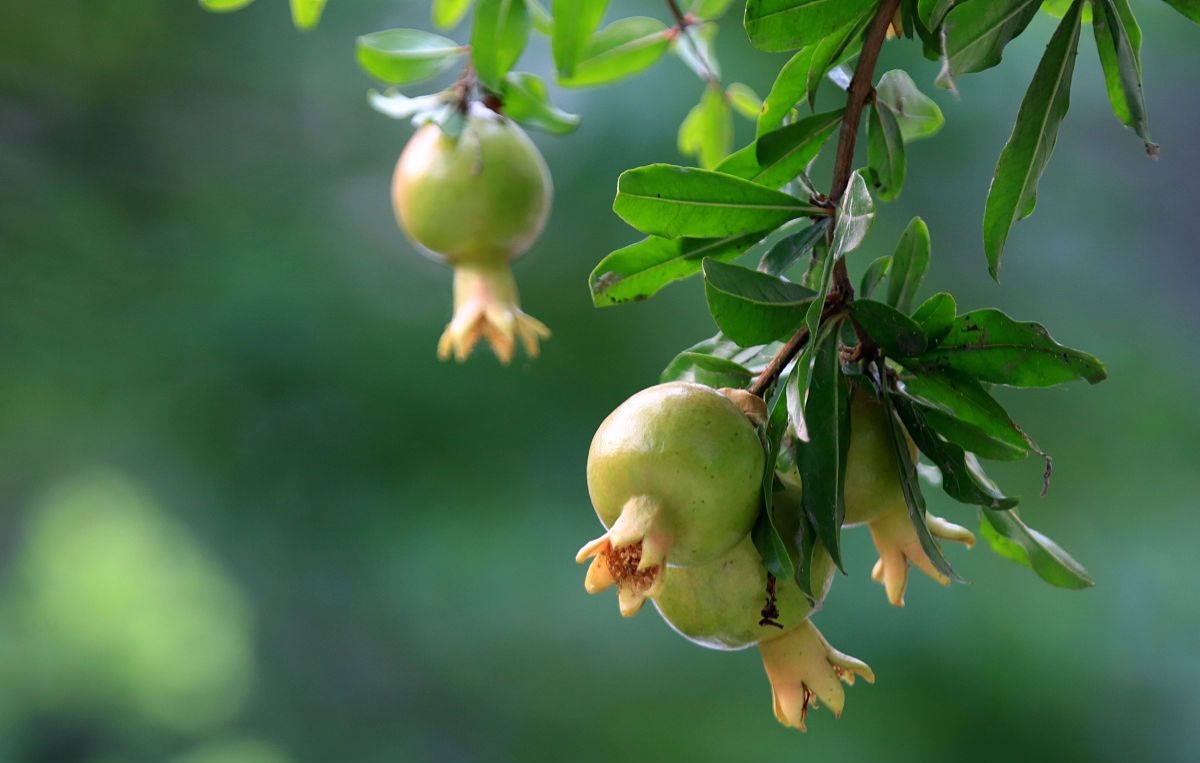 石榴树怎么修剪才能长得快,幼苗石榴树长三个分叉要修剪吗