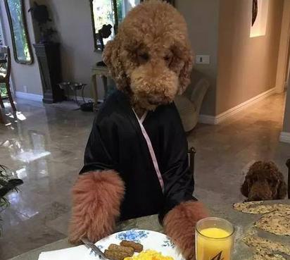 巨型贵宾犬为什么不建议养,巨型贵宾犬为什么少人饲养