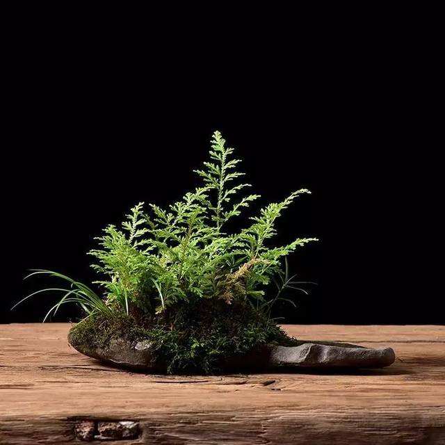 二叔啥花都不养，就喜欢卷柏，记住7条养护原则，你家也长得好！