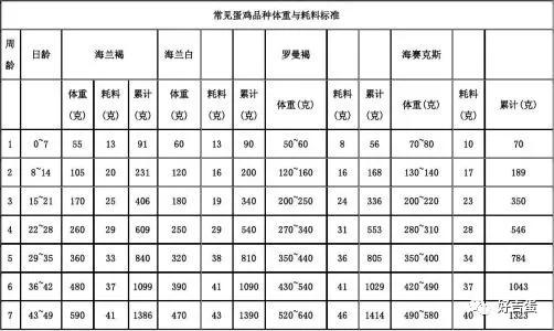 蛋鸡如何饲养才能提高产蛋量,蛋鸡控制温度的方法