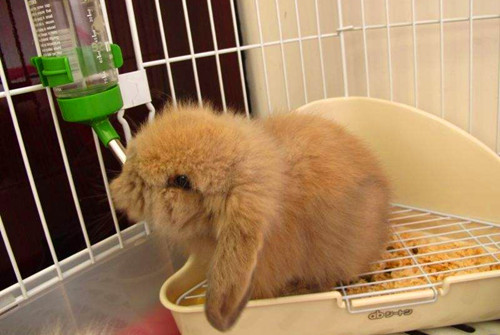 养兔拉稀怎么办,养兔拉稀