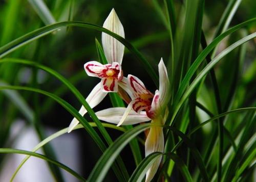 泰戈尔的飞鸟集短诗与插图摘抄,泰戈尔飞鸟集十大经典