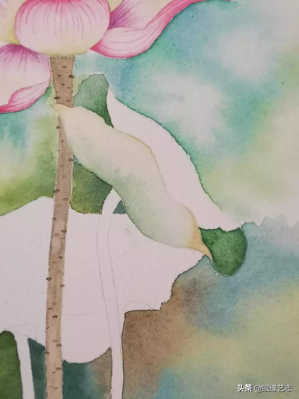 水彩莲花画法教程,白色荷花水彩画法教程