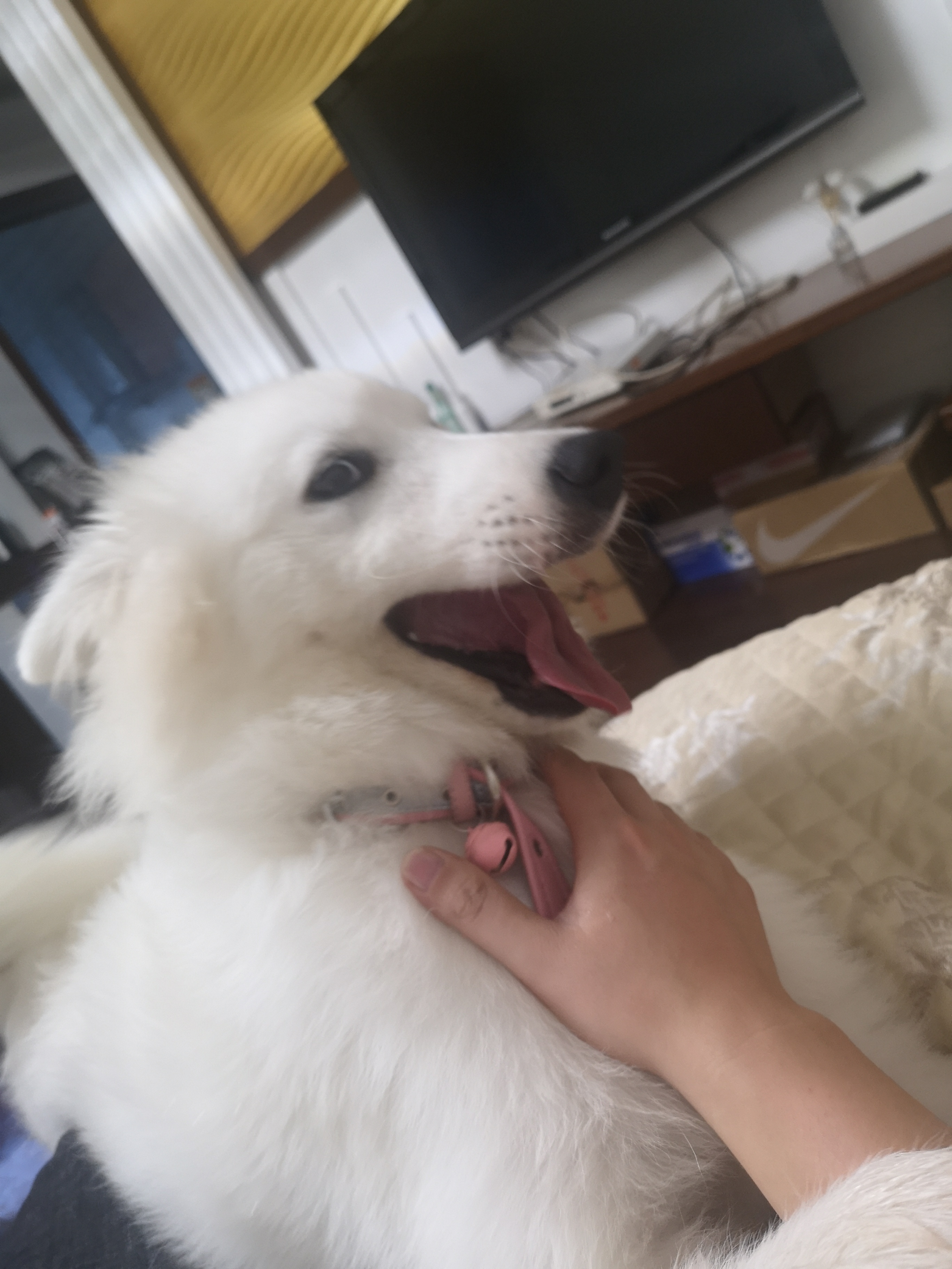 狗狗喝水也护食,狗狗特别能喝水这样正常吗