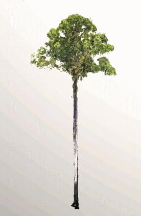 100.8米!热带树创世界最高纪录,爬树小伙被蜜蜂蜇200次差点晕厥