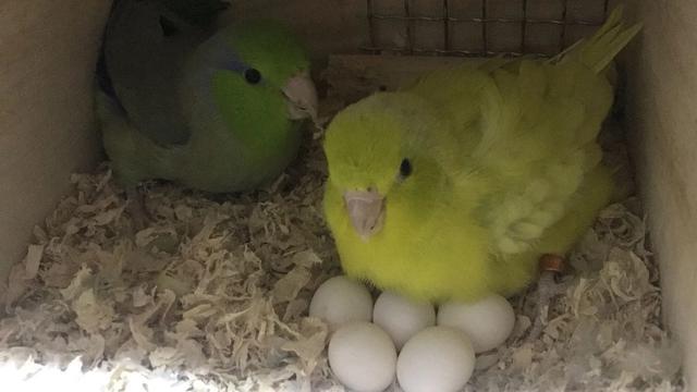 小鹦鹉刚出生该怎么办,鹦鹉幼崽肚子大怎么办