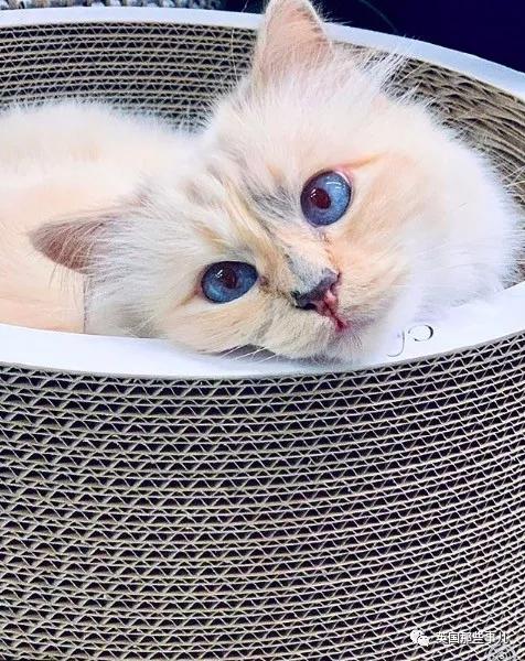 老佛爷的猫继承多少遗产,老佛爷去世后财产留给了一只猫