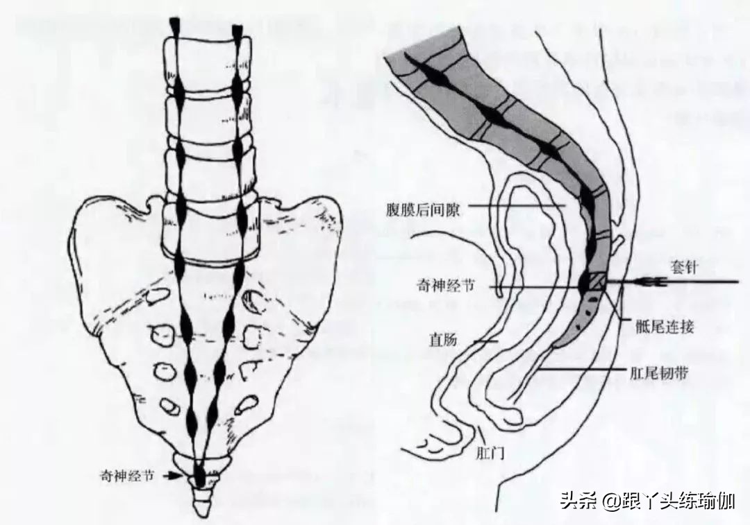 尾椎骨疼导致行动不便,尾椎痛做什么锻炼可以改善