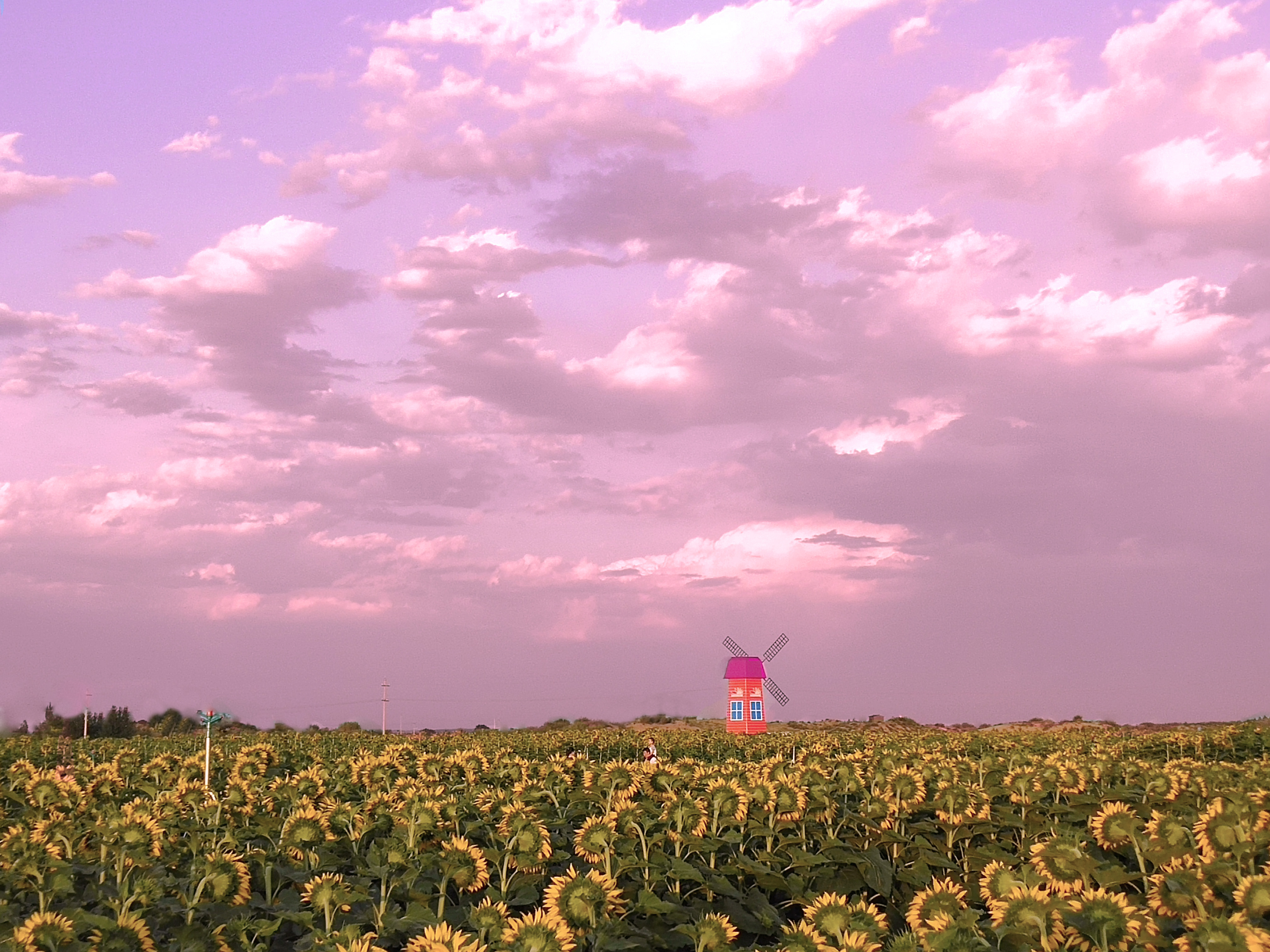 拍花海摄影技巧,如何拍出好看的花海视频