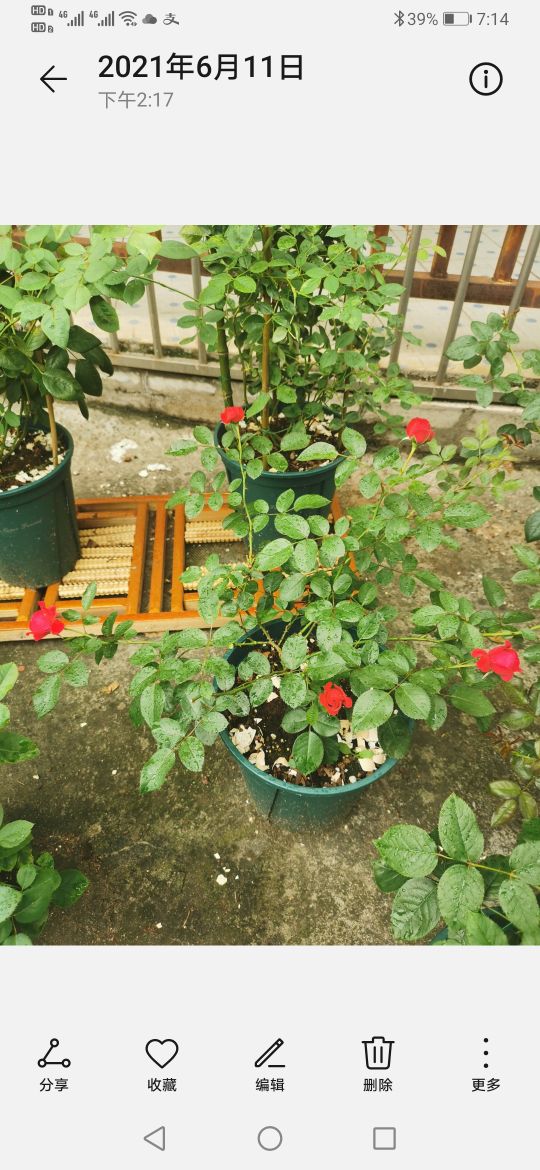 优秀月季品种推荐,正宗佛罗伦蒂娜月季