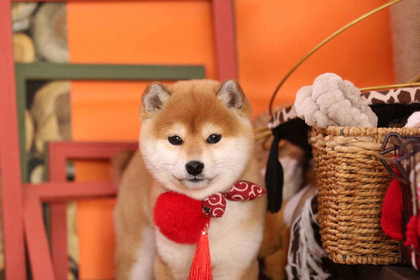 暴打小柴犬事件,柴犬被暴打后沉默