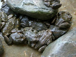 最新人工养殖消息,人工养殖最新消息今天