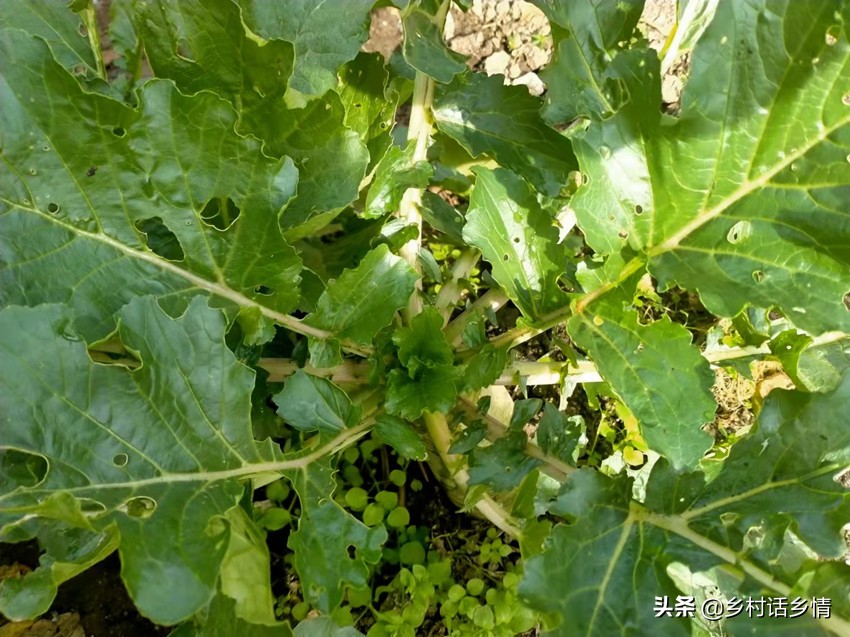 蔬菜招蚊子怎么处理,不用农药怎样消灭蔬菜上的虫子