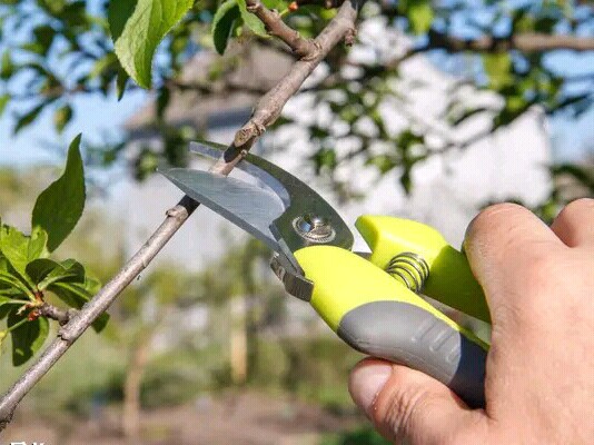 奈李管理完整视频,青奈李种植技术