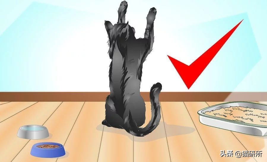 新猫到家不吃不喝怎么办,猫不吃不喝躲在角落