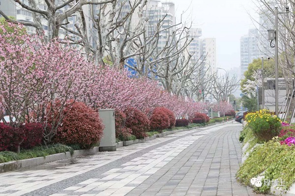 除了樱花,还有紫荆海棠红花檵木!上海多条绿化特色道路已到“最美观赏季”