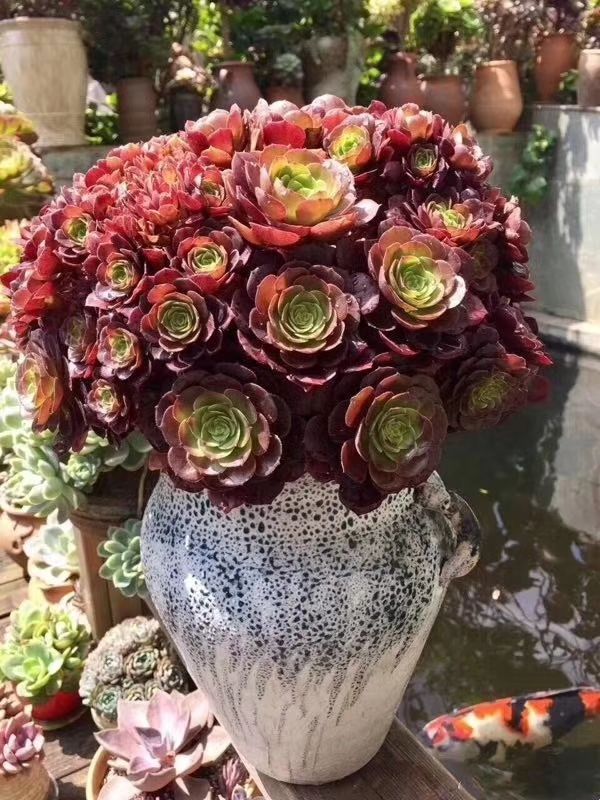 多肉容易养成老桩都有哪些品种,多肉老桩欣赏最新