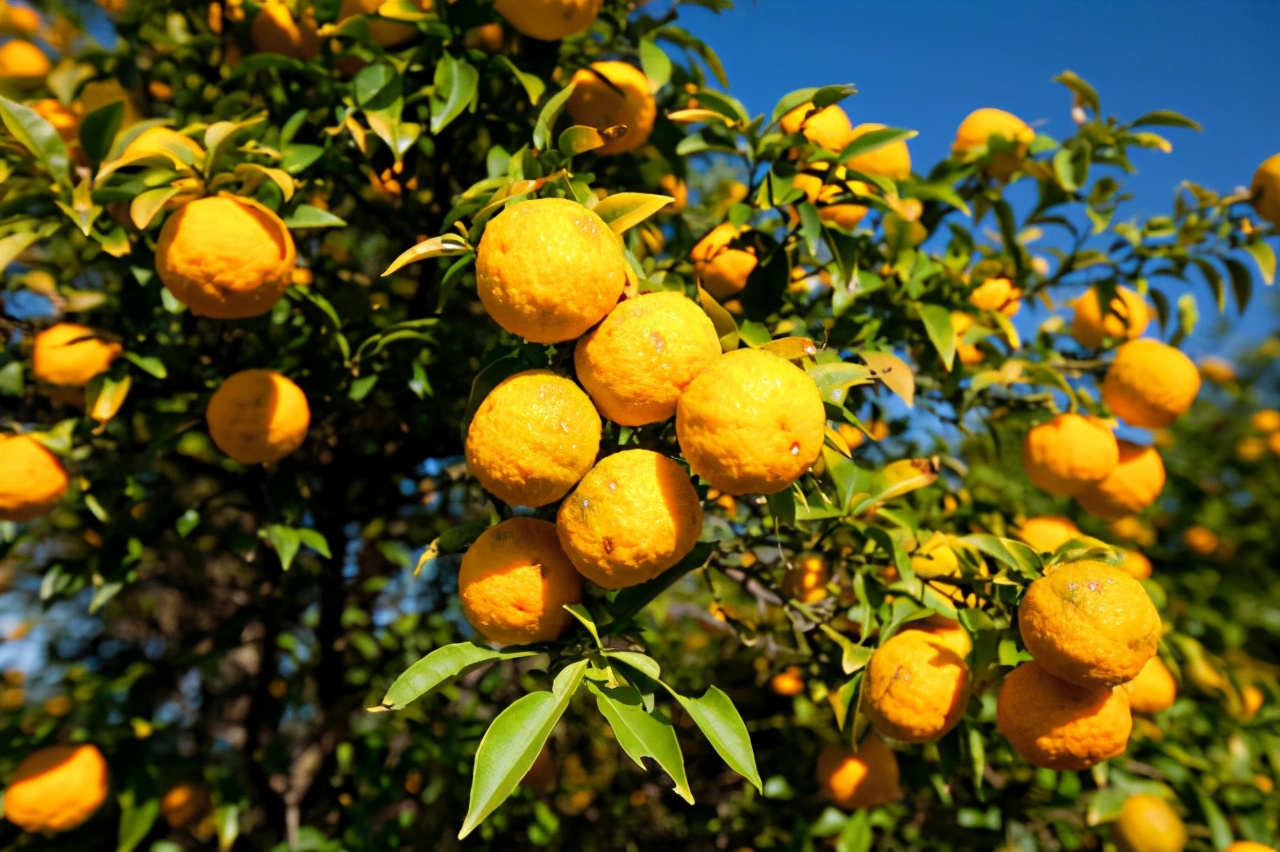 开箱巨大零食,开箱巨型3米的零食