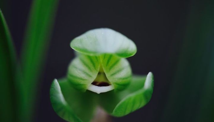 每日一品～中国兰花～春兰茗品～美芬荷