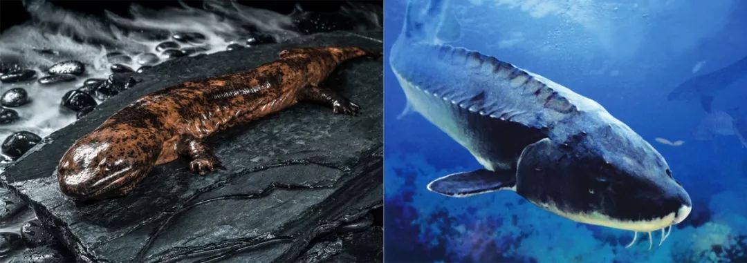 1.5亿年前的娃娃鱼，3000公里寻根的中华鲟，或因人类而灭绝