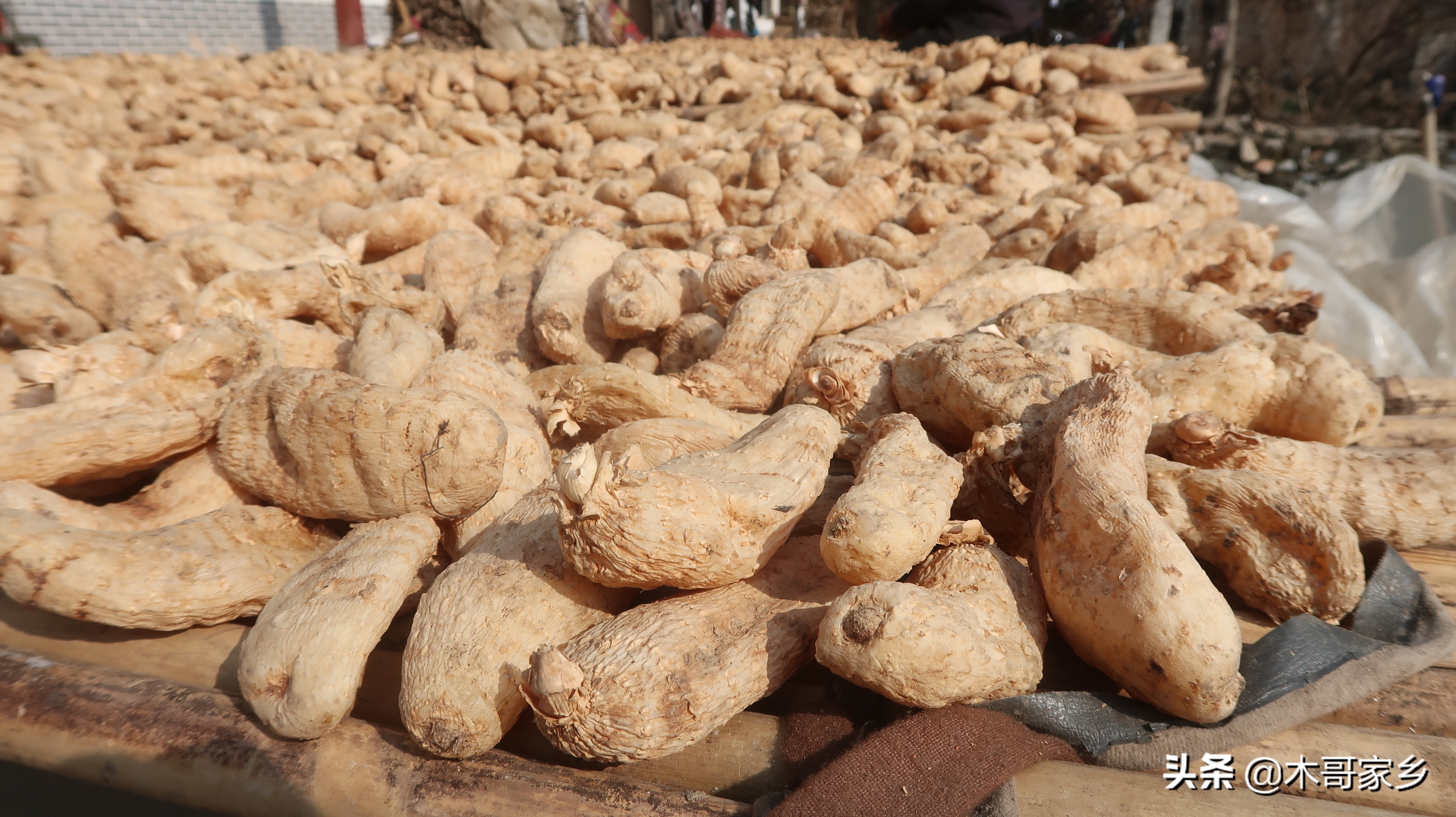 天麻在晒干过程中发霉了怎么办,天麻表面有白色一层是不是发霉