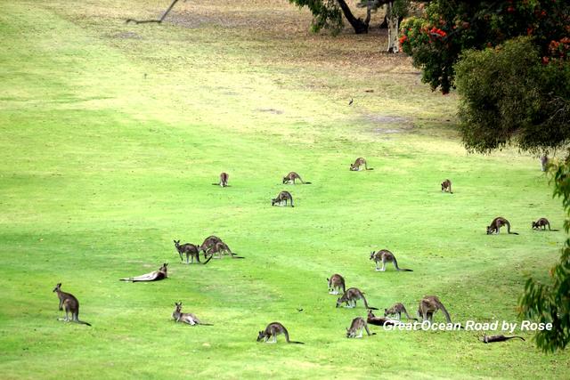 澳洲的大洋路风景,大洋路澳洲