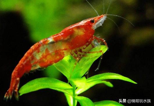 最常见的观赏虾以及饲养知识,观赏虾的饲养与繁殖方法