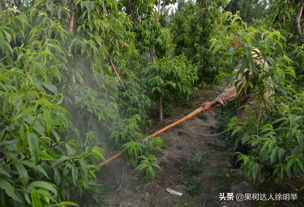 防治果树白粉病的最佳方法,果树防干旱的最佳方法